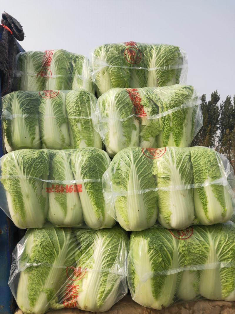河北玉田大白菜品质好价格优！发往全国各地可做各种包装！