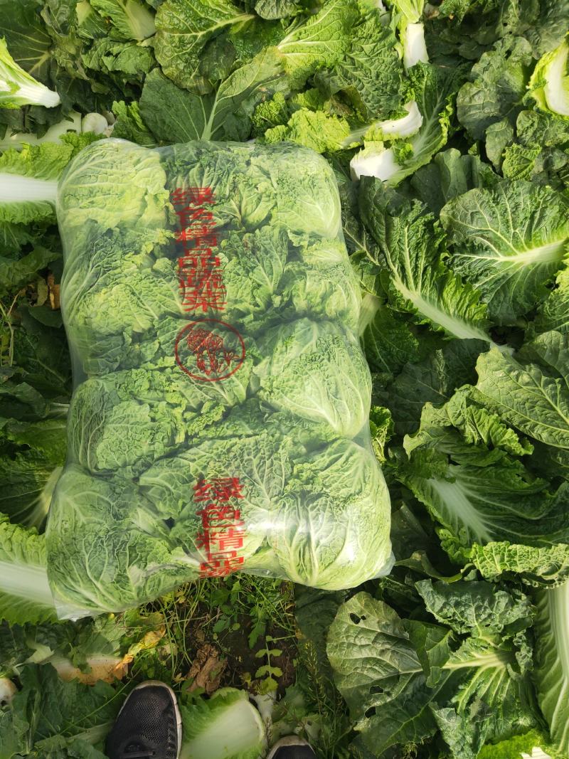 河北玉田大白菜品质好价格优！发往全国各地可做各种包装！