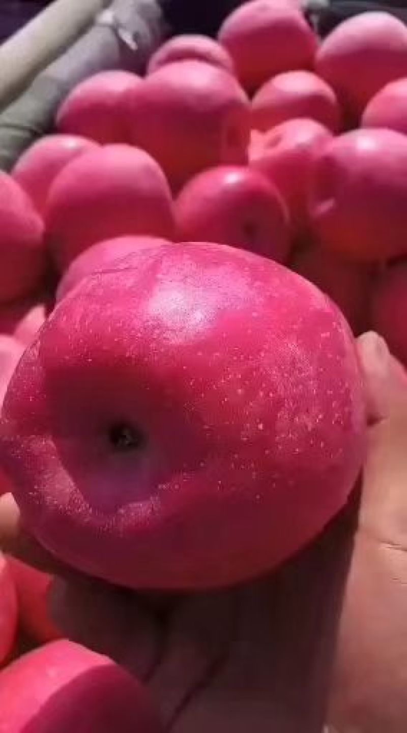 山东精品苹果看货定价的产地直销一手货源品质保证