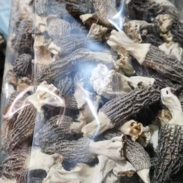 人工种植羊肚菌，羊肚菌专卖
