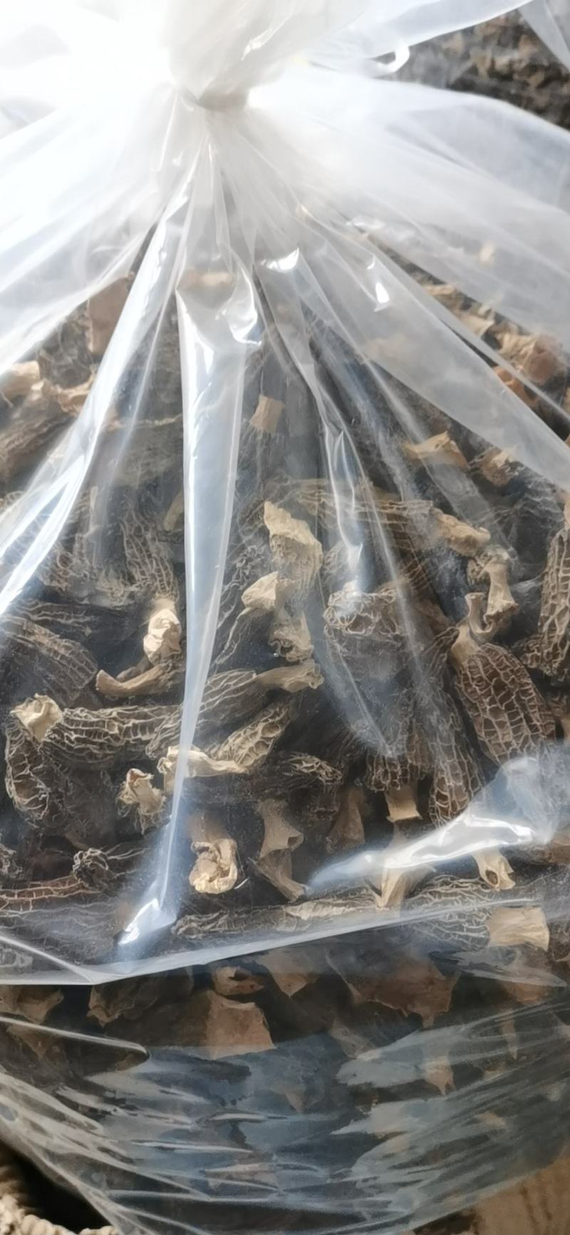 人工种植羊肚菌，羊肚菌专卖