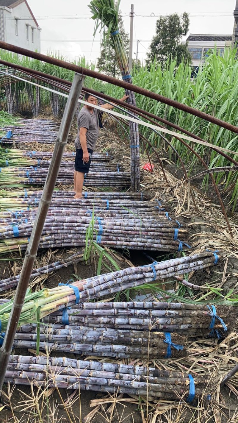 精品浙江黑皮甘蔗种植基地产地直发货量充足长期供应