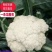 中国花菜，精品散花实花，提供各种包装，各种包装，代收代办
