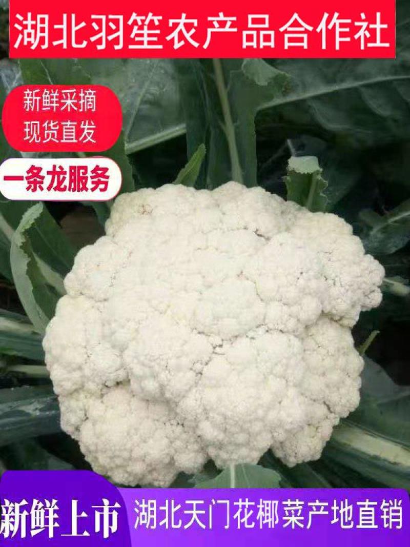 中国花菜，精品散花实花，提供各种包装，各种包装，代收代办
