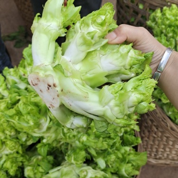 精品儿菜大量上市中（小心子）个头大质量好，欢迎订购！