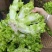 精品儿菜大量上市中（小心子）个头大质量好，欢迎订购！
