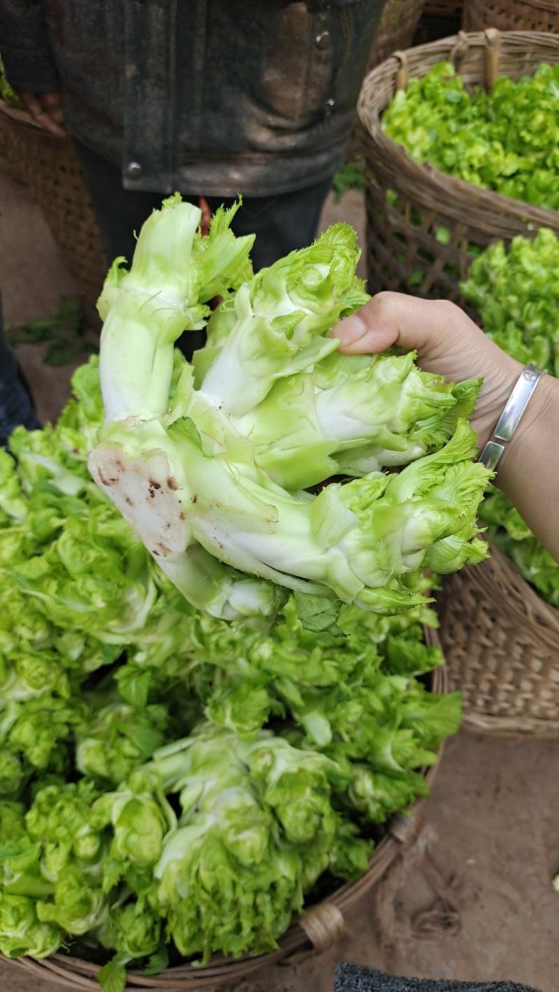 精品儿菜大量上市中（小心子）个头大质量好，欢迎订购！