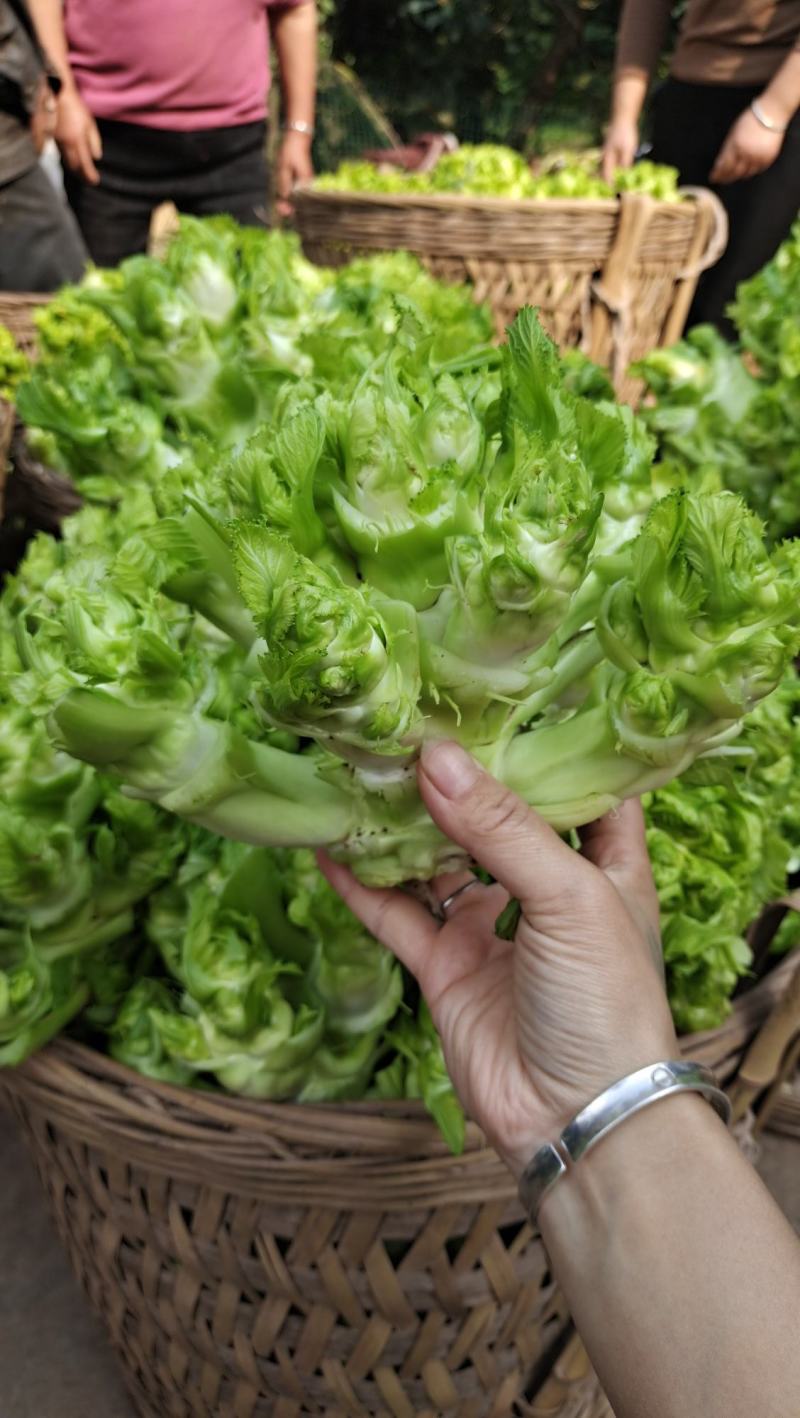 精品儿菜大量上市中（小心子）个头大质量好，欢迎订购！