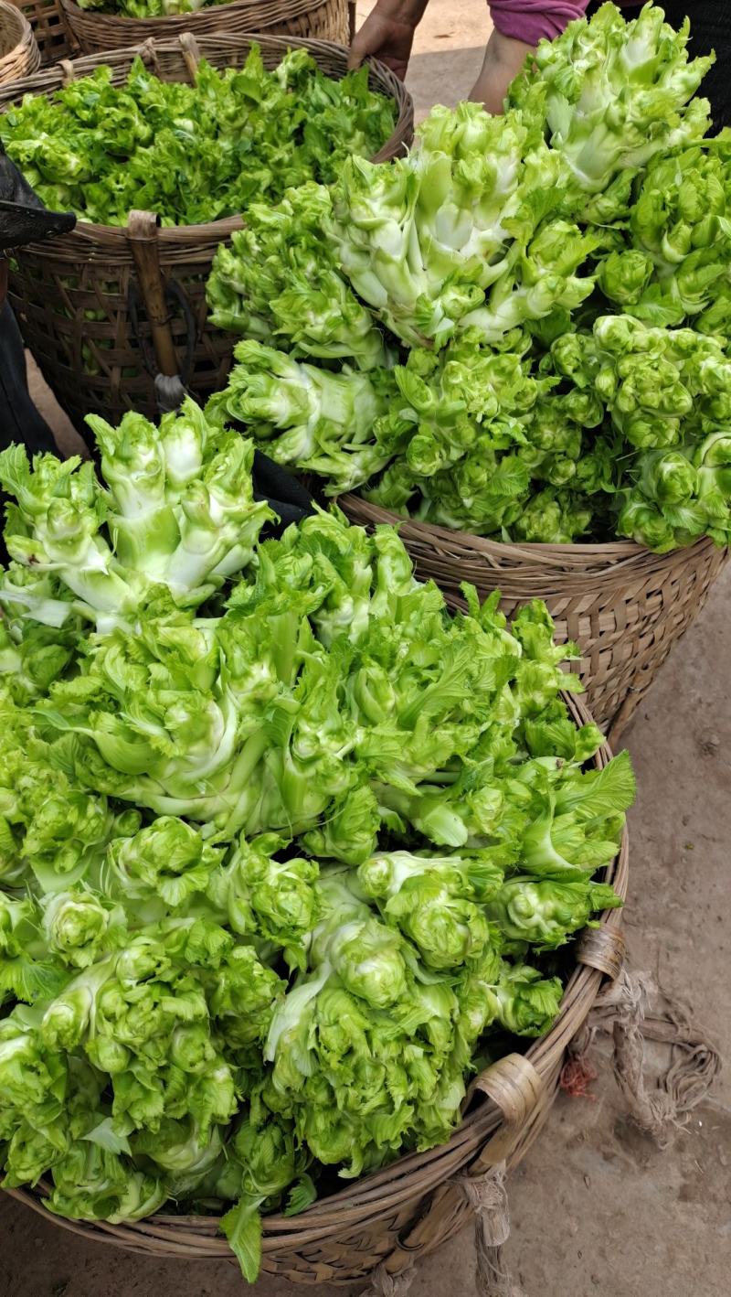 精品儿菜大量上市中（小心子）个头大质量好，欢迎订购！