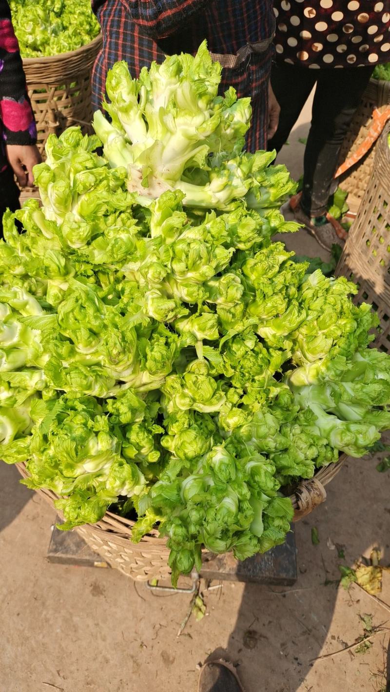 精品儿菜大量上市中（小心子）个头大质量好，欢迎订购！