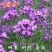 蓝香芥种子