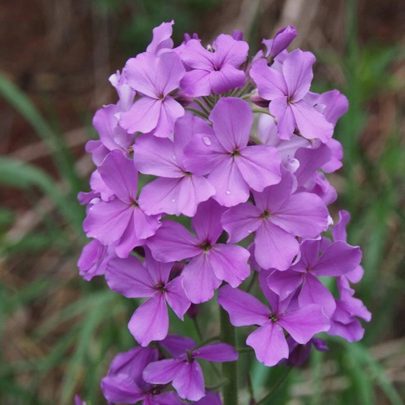 蓝香芥种子