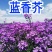 蓝香芥种子