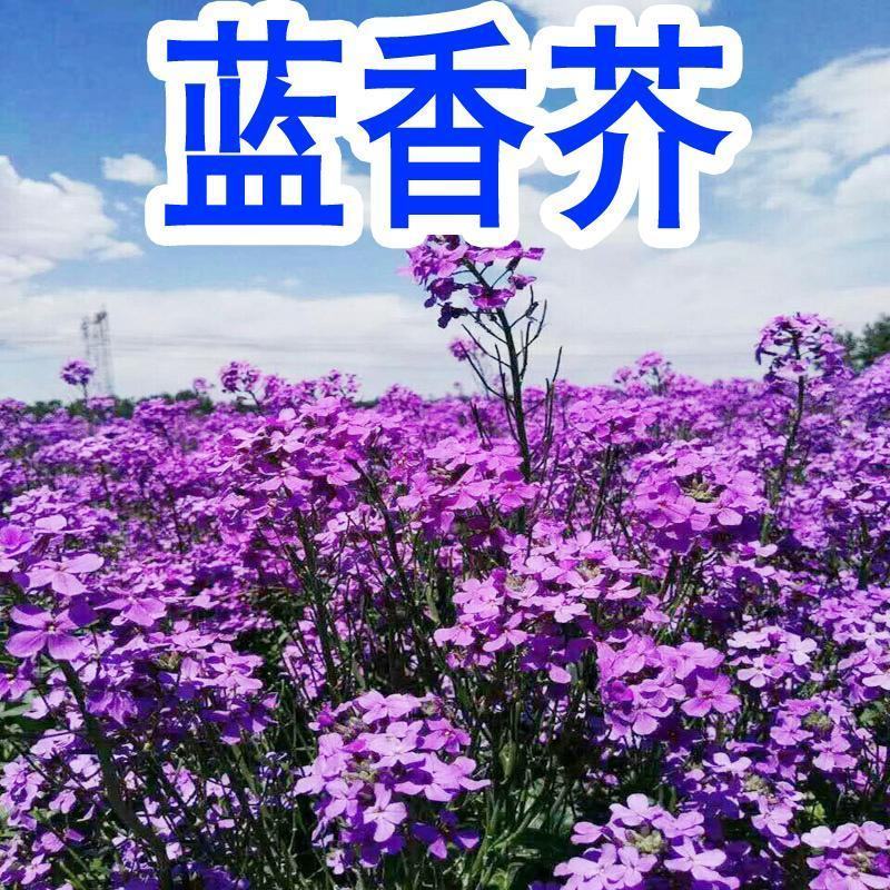 蓝香芥种子