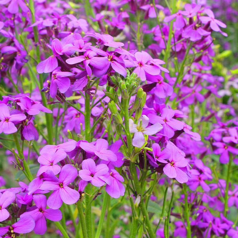 蓝香芥种子