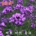 蓝香芥种子