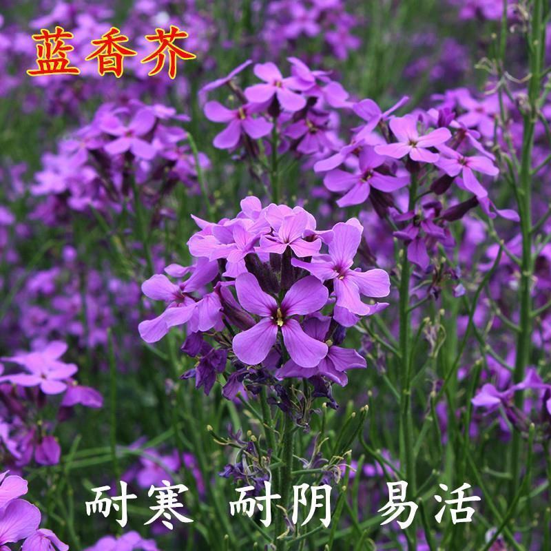 蓝香芥种子