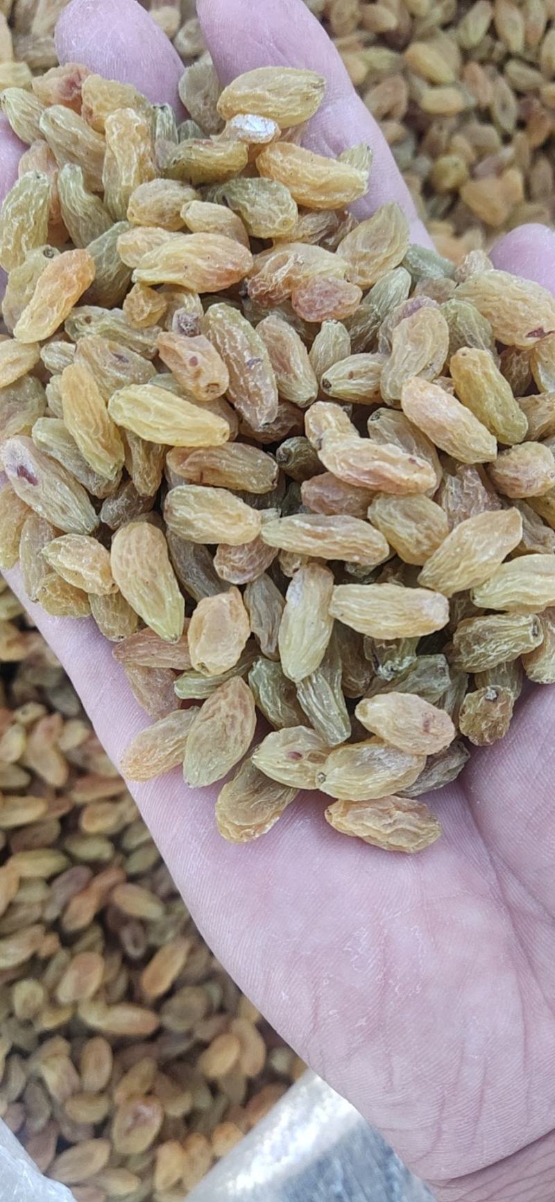 葡萄干产地直发绿宝石，树上黄绿葡萄干，
