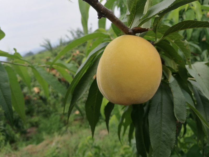 新黄金蜜1号早熟黄桃苗果子六月初成熟基地现挖保湿