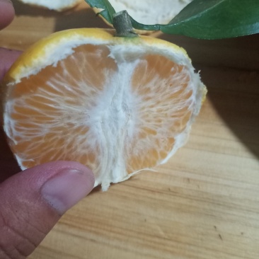 沃柑，广西红土地的沃柑
