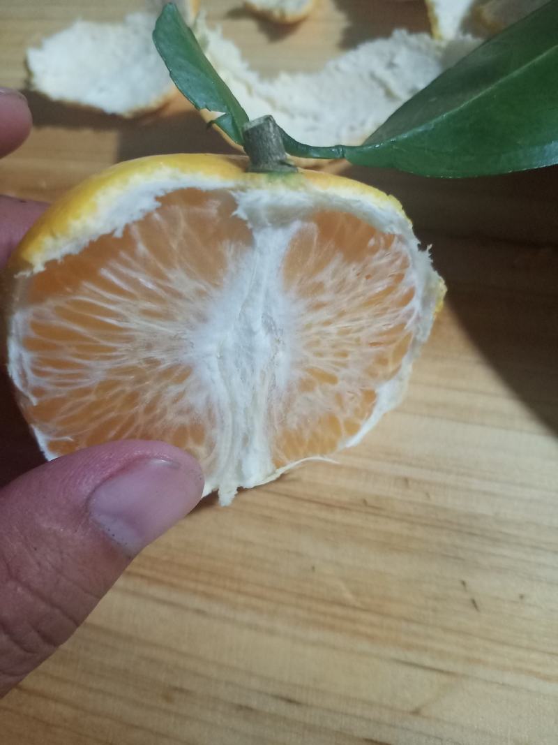 沃柑，广西红土地的沃柑