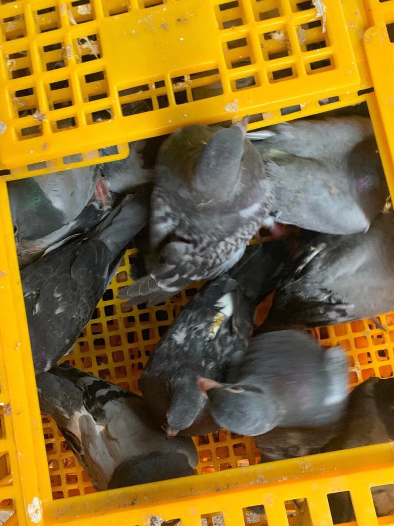 精品乳鸽、淘汰老鸽批发。养殖基地直供货源