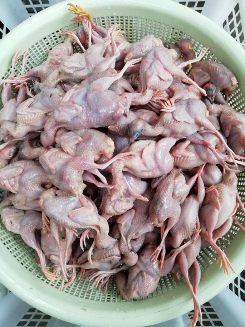 白条鸡，芦丁鸡白条有要的老板下单现杀现卖保证小鸡的新鲜