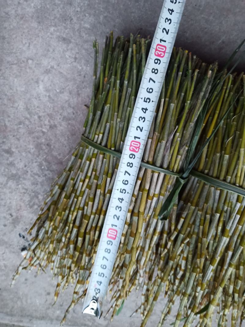 可以代买只挣工钱，石斛，叠鞘鲜条！