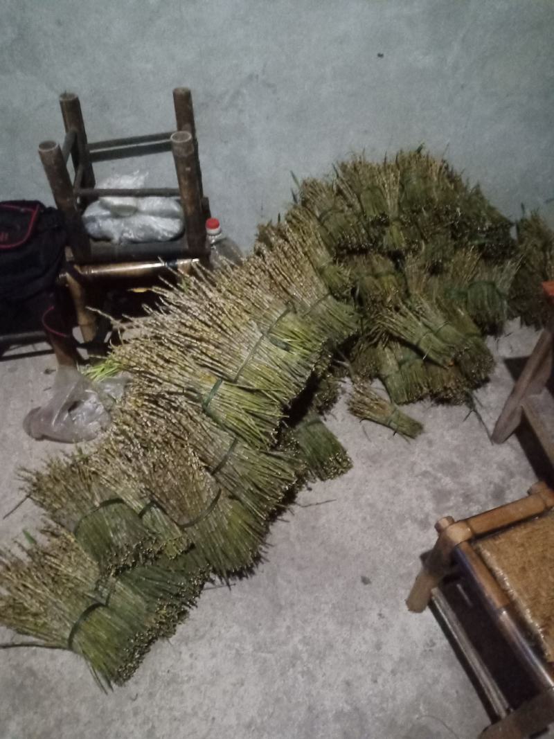 可以代买只挣工钱，石斛，叠鞘鲜条！