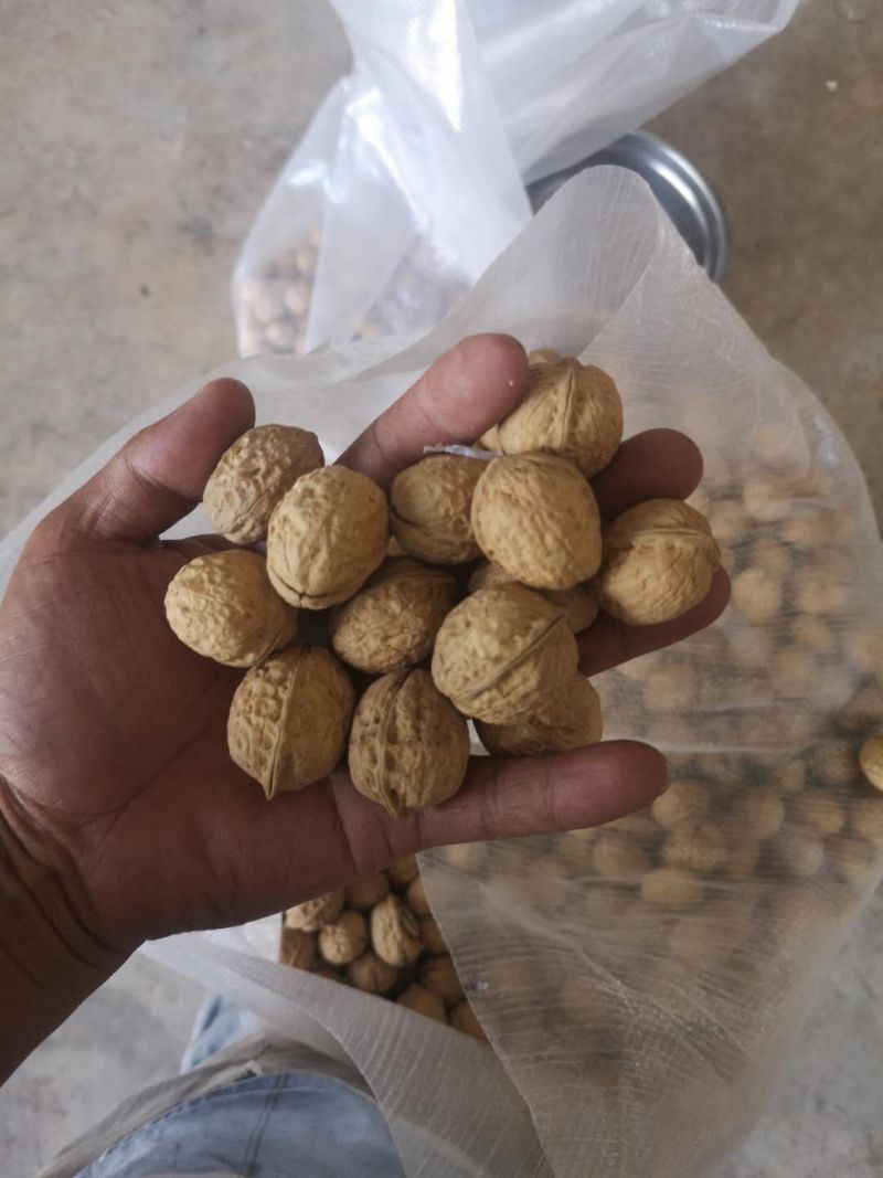 古树核桃云南核桃皮薄果仁饱满新鲜核桃（送开果器）