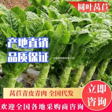 莴苣实力代收贴心服务青皮青肉无空心无起苔质量保证代发全国