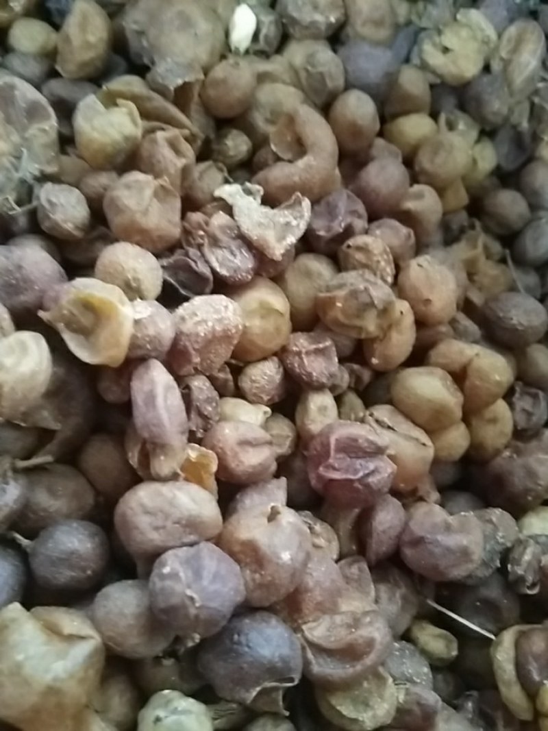 山黄皮，统货山黄皮，鸡皮果，大货供应，批发零售，质优价美