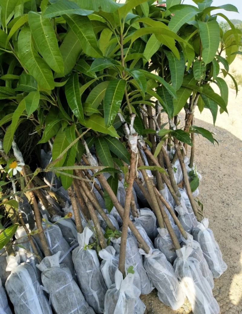 芒果树苗杯苗带土带叶发货金煌芒果桂七四季台农贵妃芒果树苗