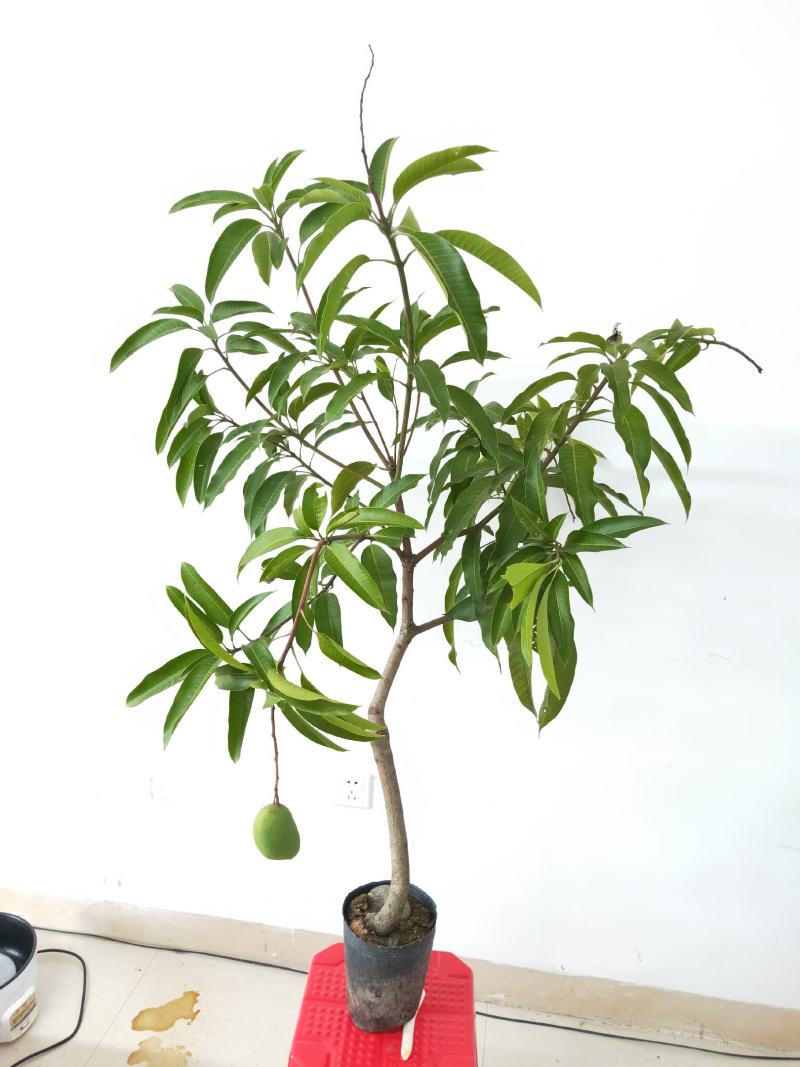 芒果树苗杯苗带土带叶发货金煌芒果桂七四季台农贵妃芒果树苗