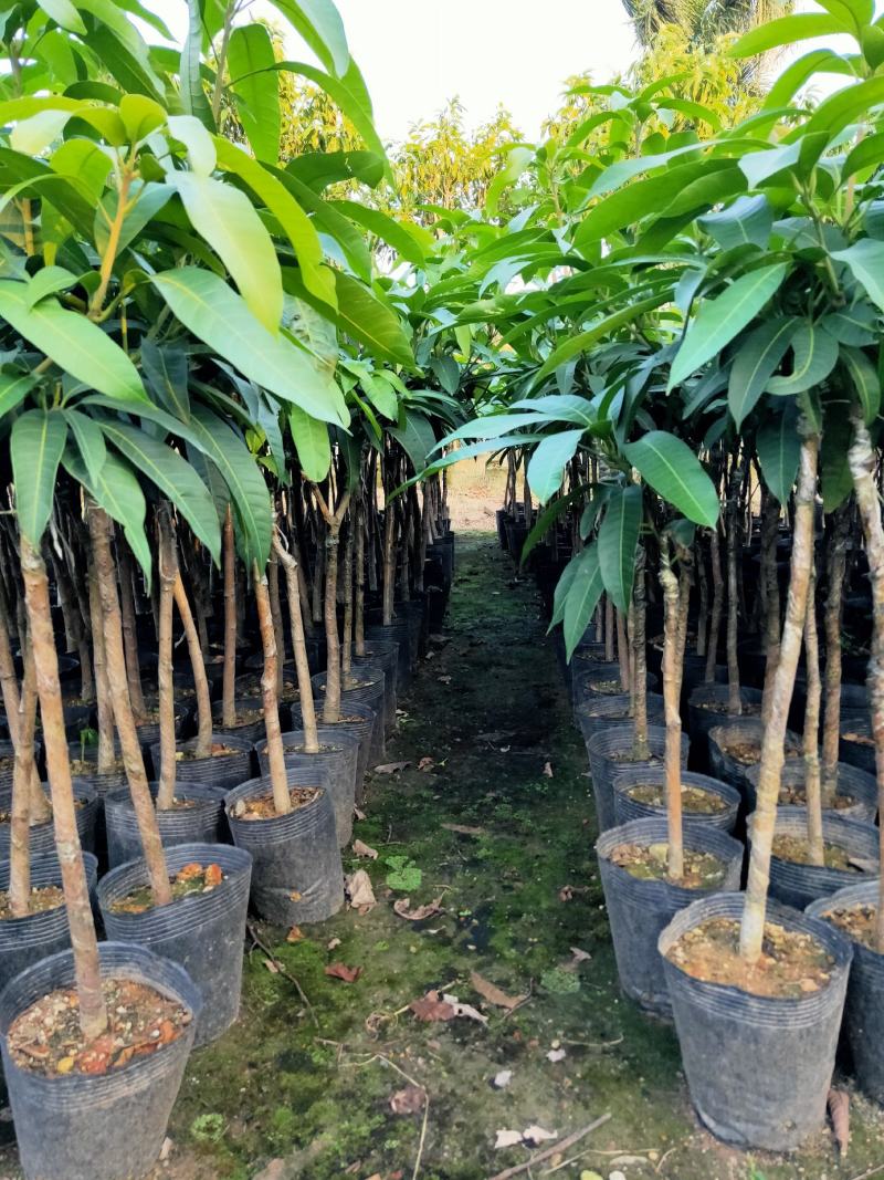 芒果树苗杯苗带土带叶发货金煌芒果桂七四季台农贵妃芒果树苗