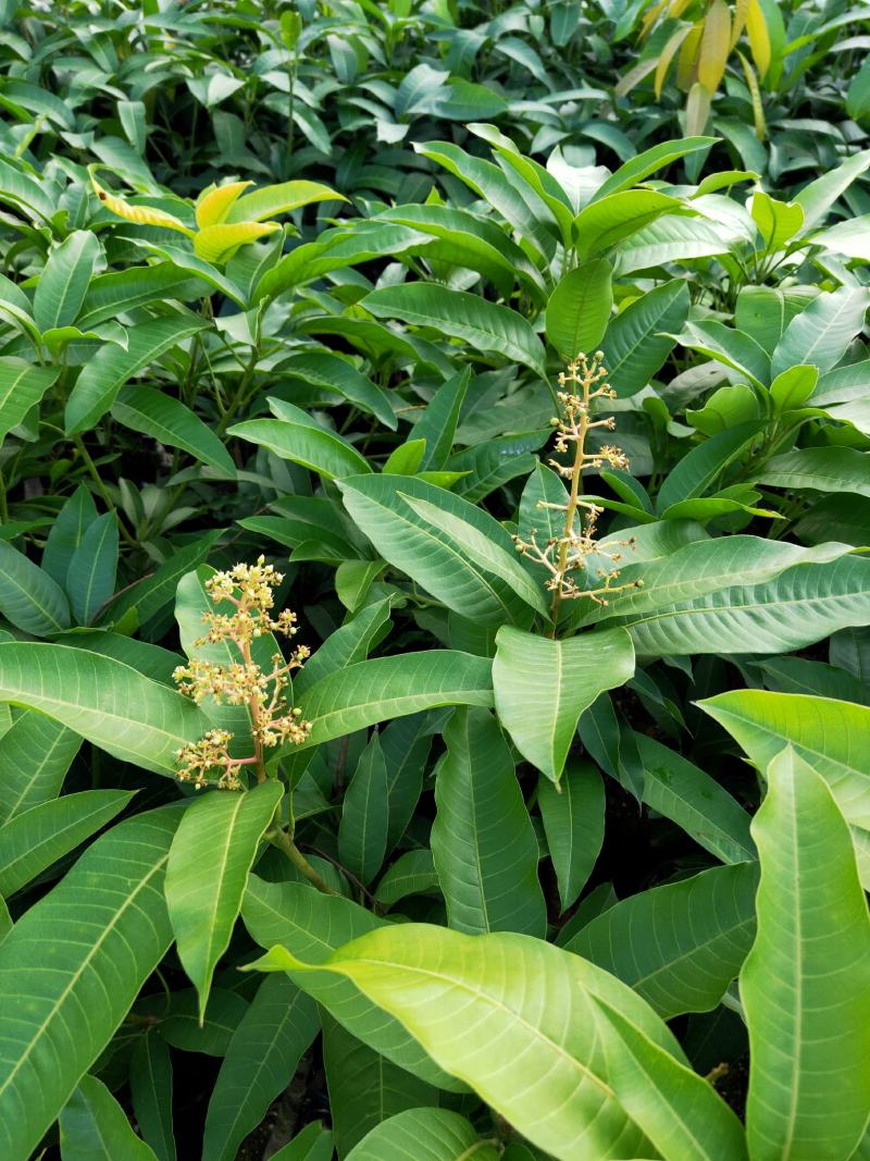 芒果树苗杯苗带土带叶发货金煌芒果桂七四季台农贵妃芒果树苗
