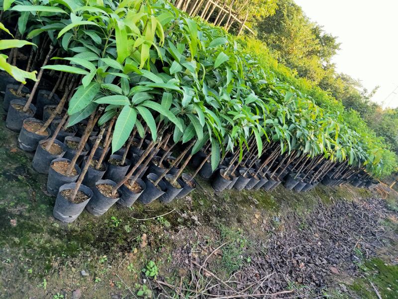 芒果树苗杯苗带土带叶发货金煌芒果桂七四季台农贵妃芒果树苗