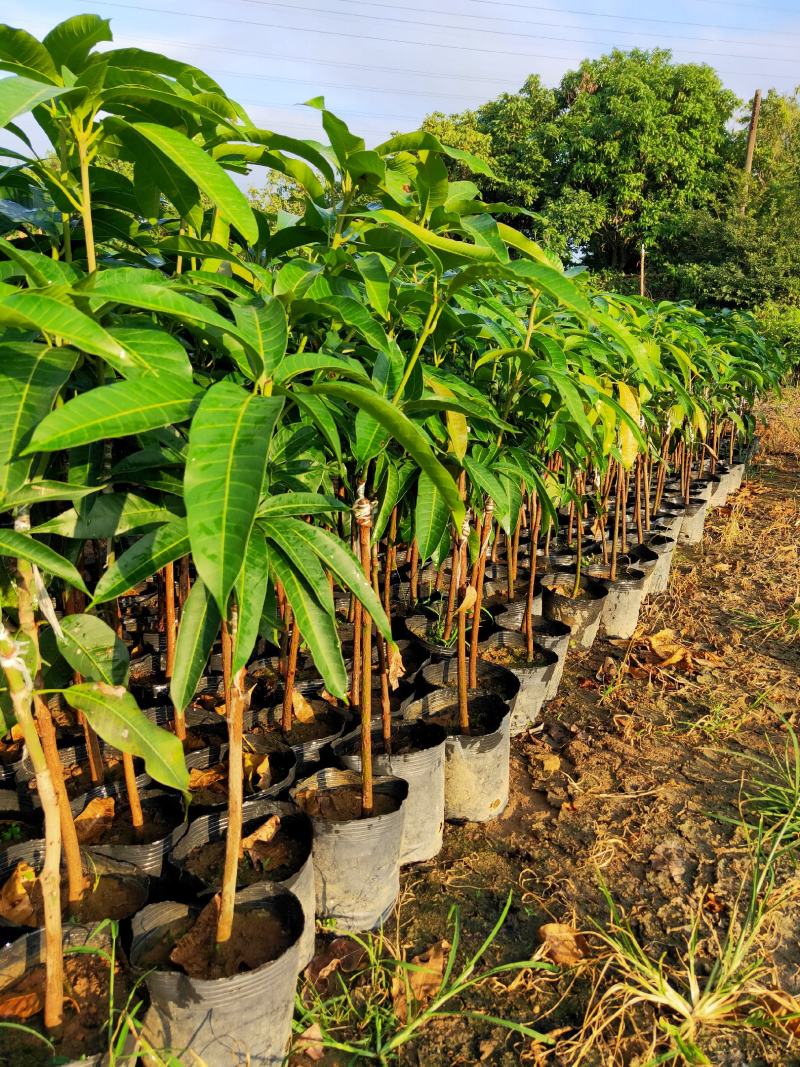 芒果树苗杯苗带土带叶发货金煌芒果桂七四季台农贵妃芒果树苗