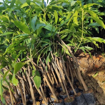芒果树苗杯苗带土带叶发货金煌芒果桂七四季台农贵妃芒果树苗