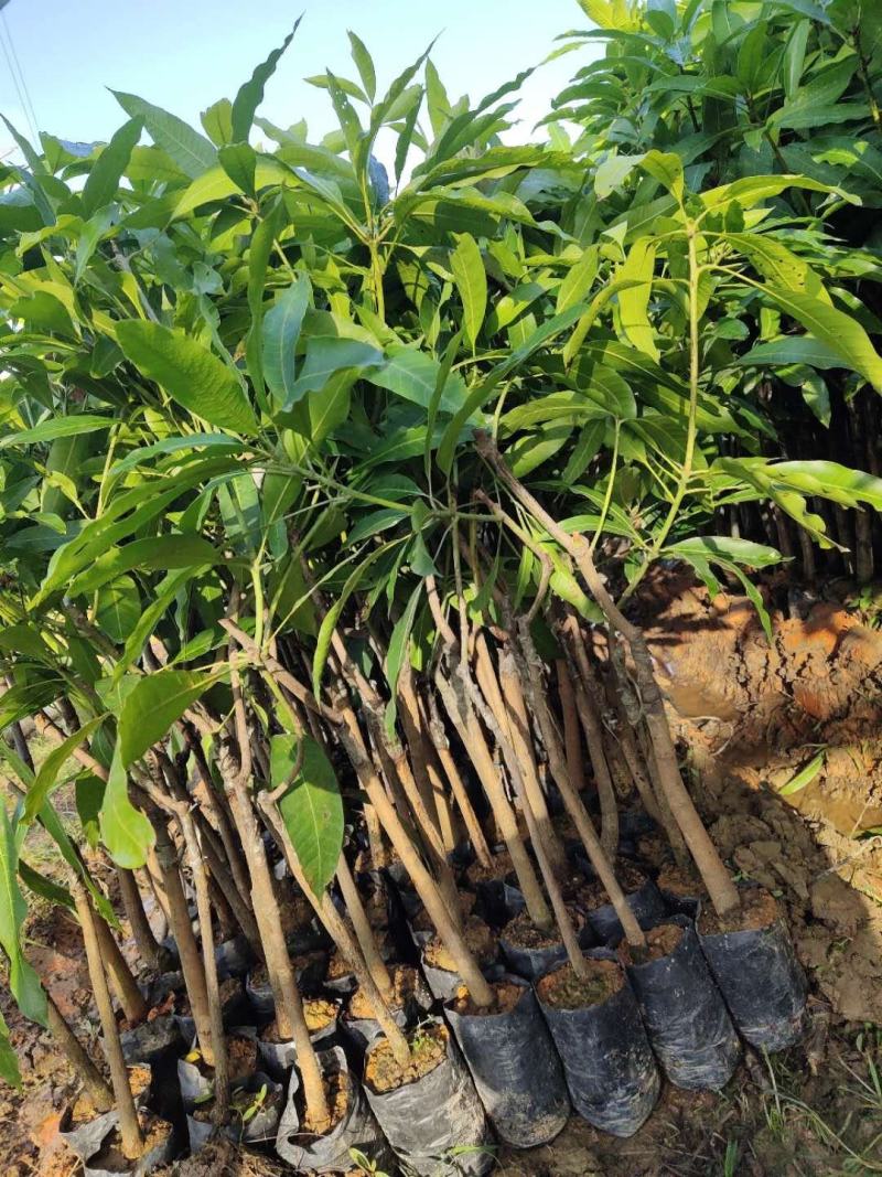 芒果树苗杯苗带土带叶发货金煌芒果桂七四季台农贵妃芒果树苗