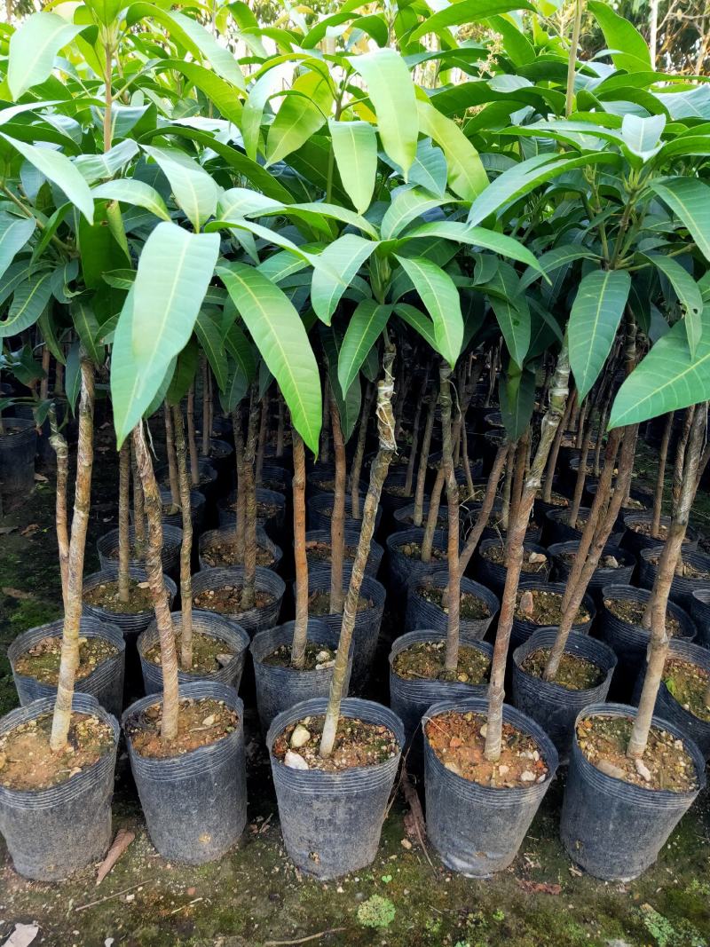 芒果树苗杯苗带土带叶发货金煌芒果桂七四季台农贵妃芒果树苗