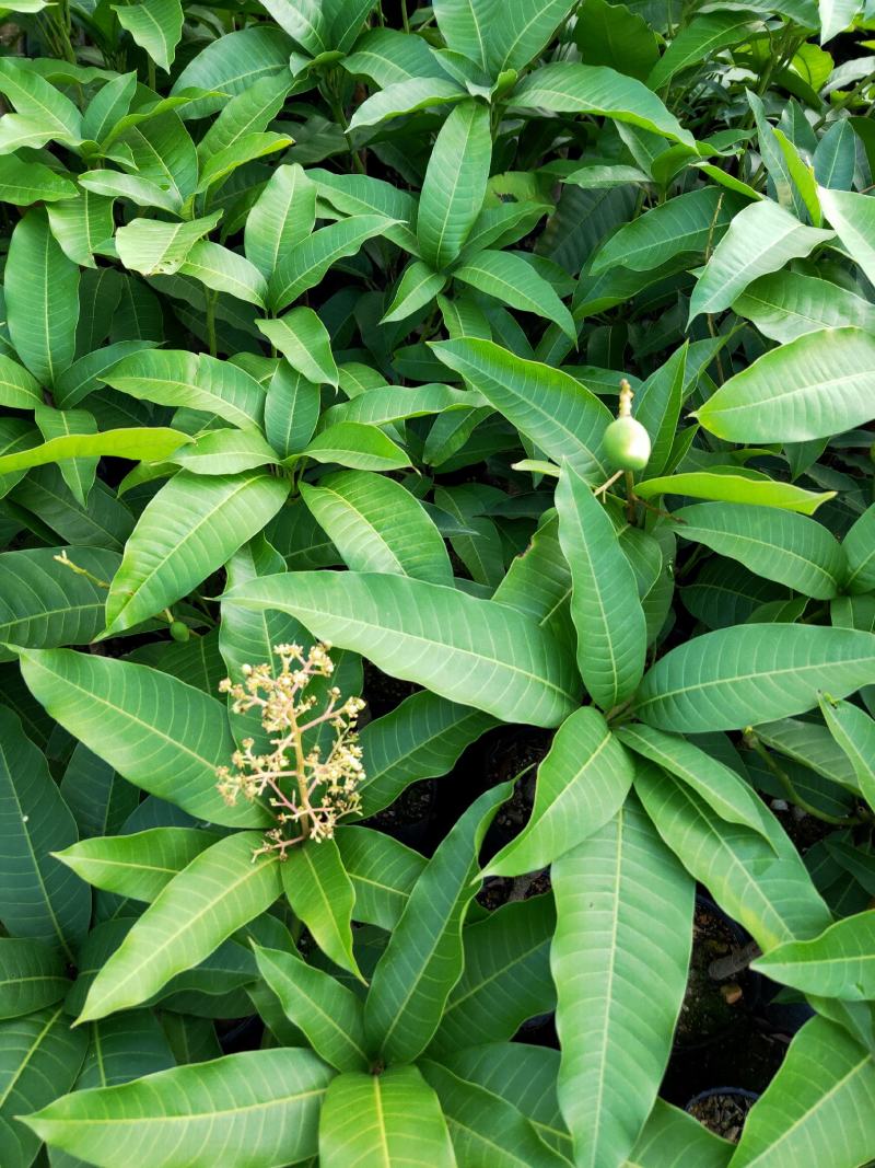 芒果树苗杯苗带土带叶发货金煌芒果桂七四季台农贵妃芒果树苗
