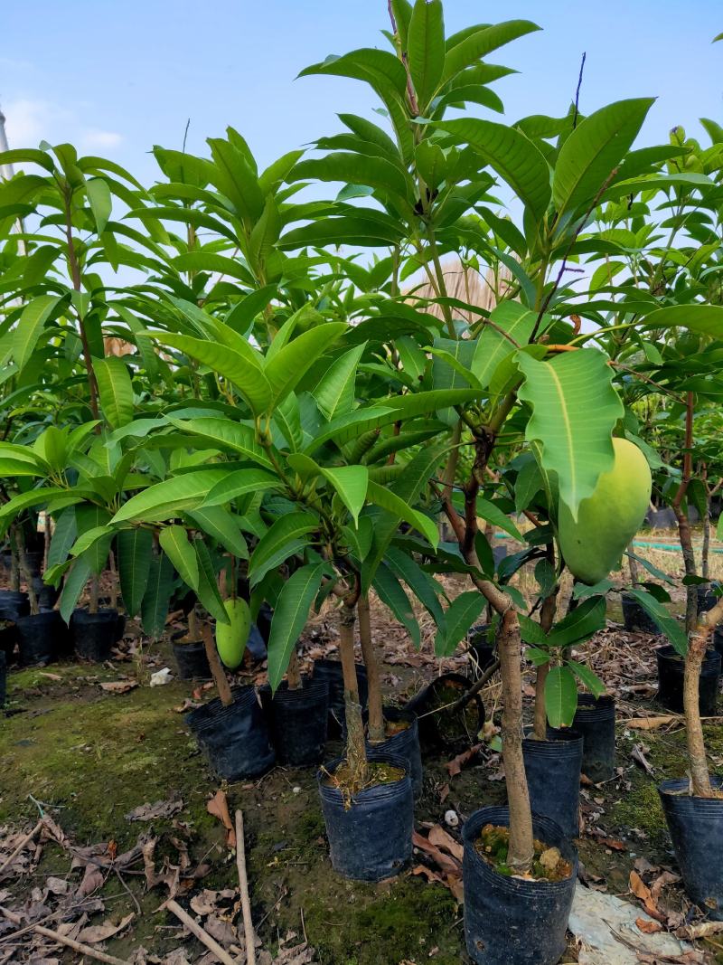 芒果树苗杯苗带土带叶发货金煌芒果桂七四季台农贵妃芒果树苗