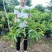 芒果树苗杯苗带土带叶发货金煌芒果桂七四季台农贵妃芒果树苗
