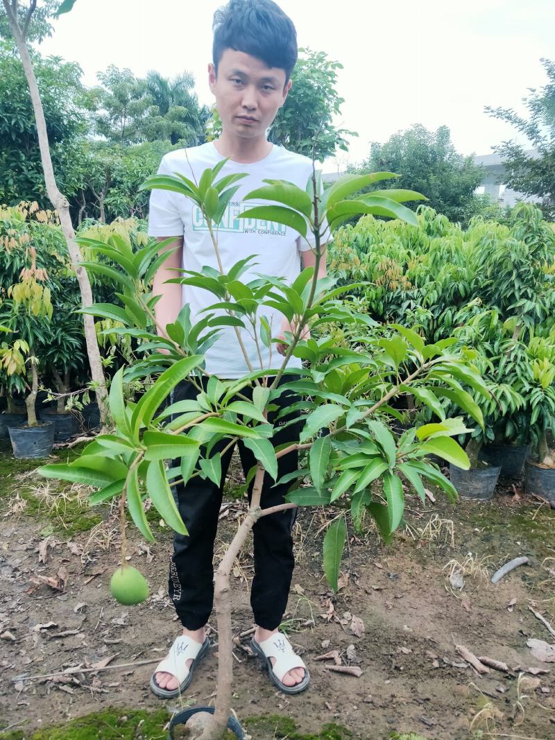芒果树苗杯苗带土带叶发货金煌芒果桂七四季台农贵妃芒果树苗