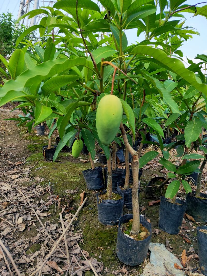 芒果树苗杯苗带土带叶发货金煌芒果桂七四季台农贵妃芒果树苗