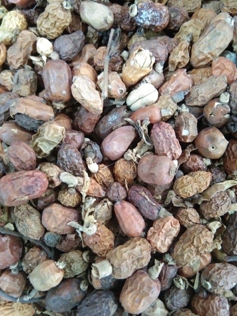 红豆蔻，香料，火锅底料，大量上市，批发零售