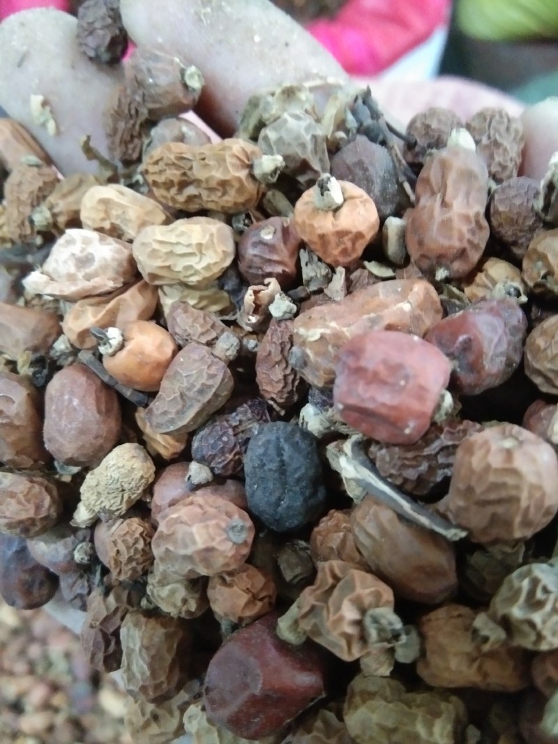 红豆蔻，香料，火锅底料，大量上市，批发零售