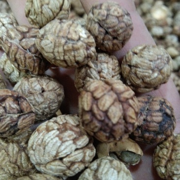 草蔻，草豆蔻，广西草蔻，香料，卤料，火锅底料，批零谦营