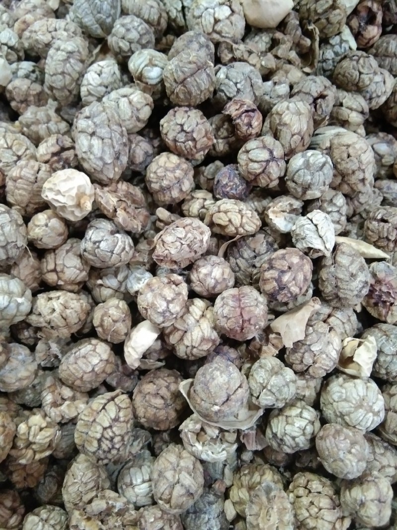 草蔻，草豆蔻，广西草蔻，香料，卤料，火锅底料，批零谦营